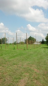 Early hop yard at Buck Creek Hops,