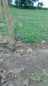 Drip irrigation