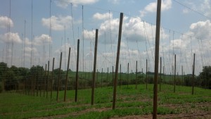 First year hop yard at Buck Creek Hops